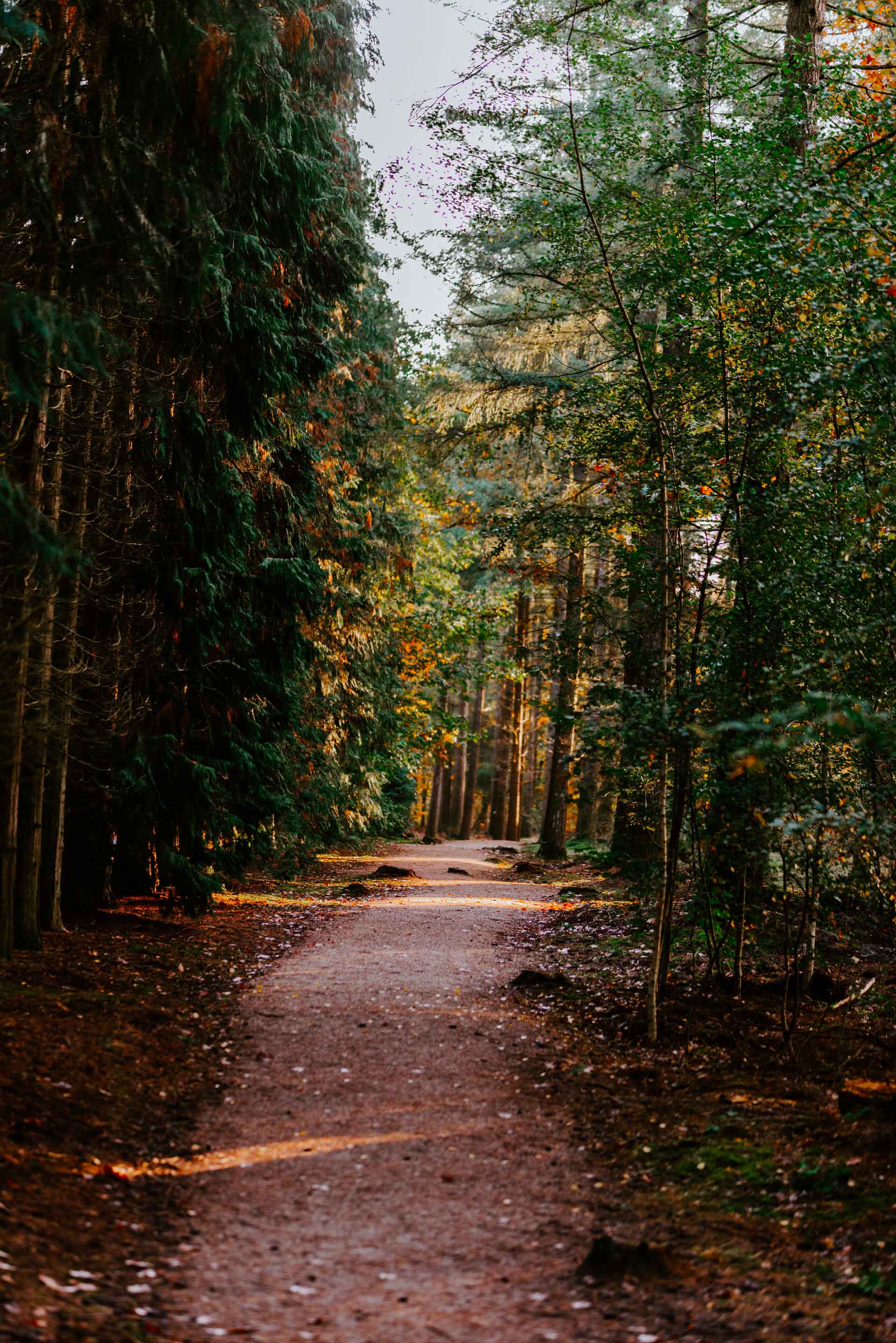 sander-weeteling-4em_Tkf0sa8-unsplash.jpg