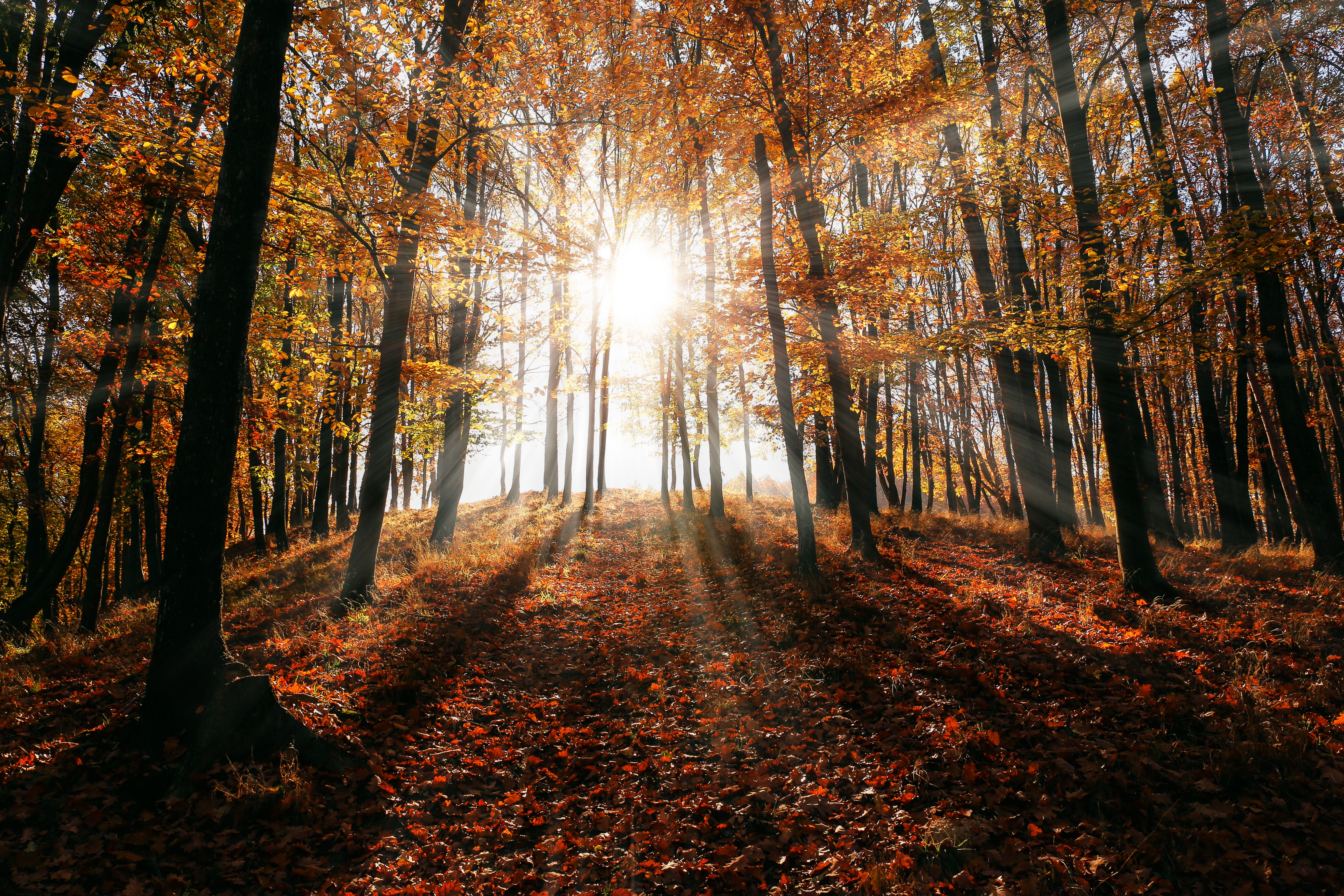 Veluwe herfst.jpg